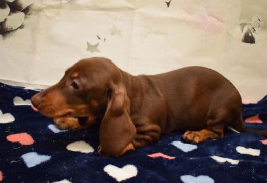 Dachshunds Puppies For Sale