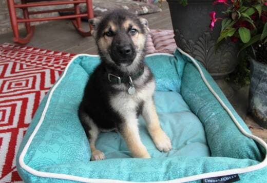 German Shepherd Puppies