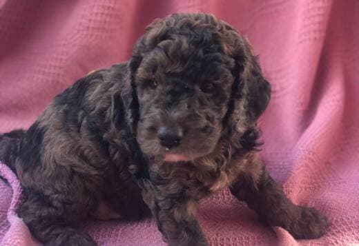 Cockapoos Puppies For Sale