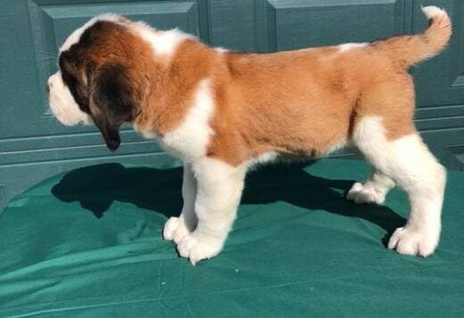 Lovely Saint Bernard Puppies