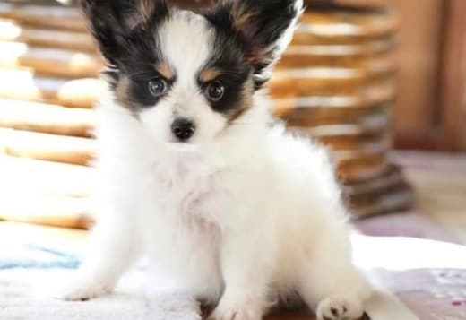 Adorable Papillon puppies