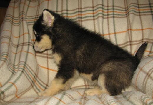 Obedient Alaskan Malamute puppies available