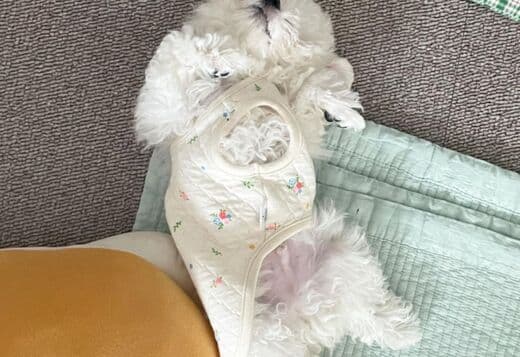 Gorgeous Bichon Frise Puppies