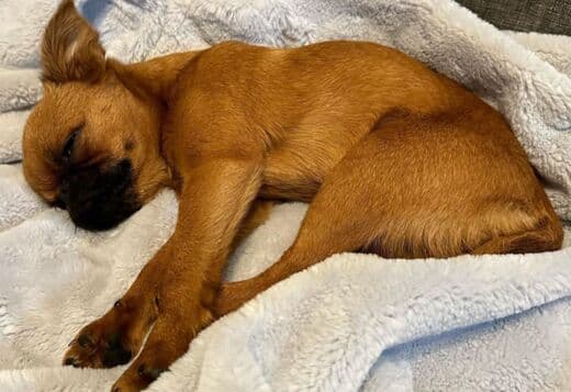 Home trained Brussels Griffon Puppies