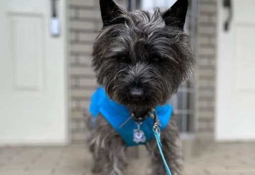 Lovely Cairn Terrier Puppies
