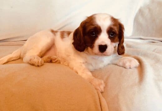 Home Raised Cavalier King Charles Spaniel Puppies