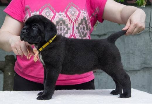 Home raised Cane Corso Puppies