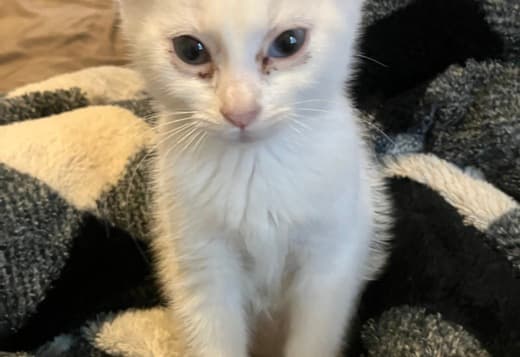 Stacy need a home