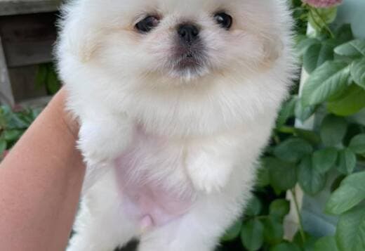 AKC Registered Pekingese Puppies
