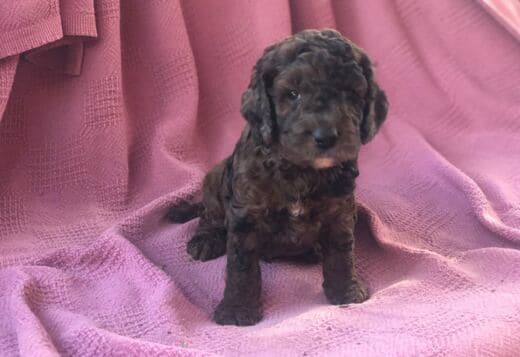 Cockapoos Puppies For Sale