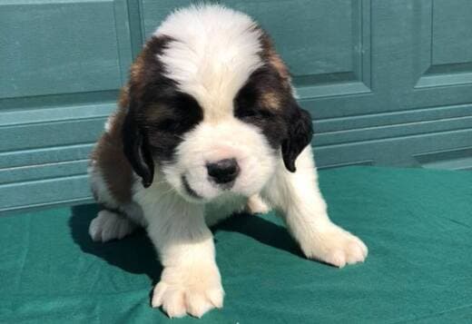 Lovely Saint Bernard Puppies