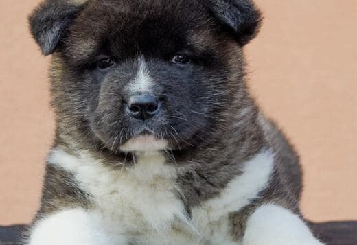 Well Trained American Akita puppies