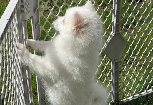 Stunning American Eskimo puppies available