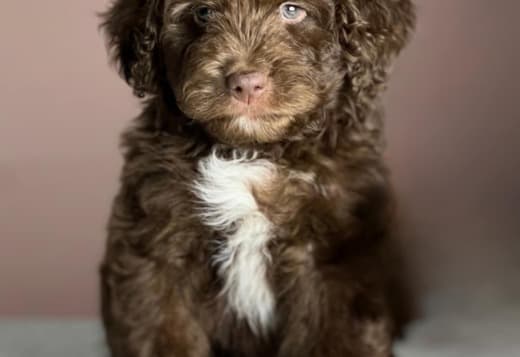Charming Aussiedoodle puppies