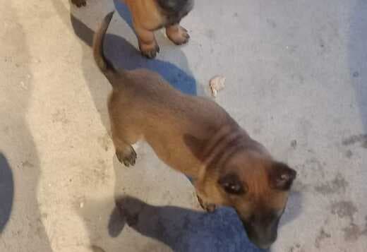 Well trained Belgian Malinois puppies