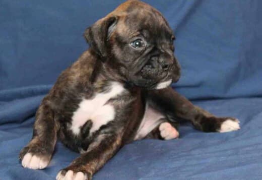 Adorable Boxer Puppies For Sale