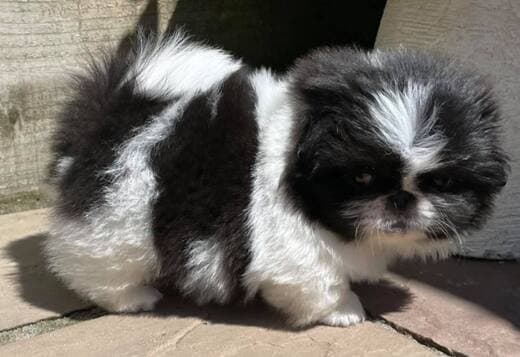 AKC Registered Pekingese Puppies