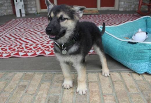 German Shepherd Puppies