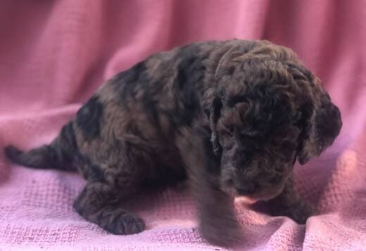 Cockapoos Puppies For Sale