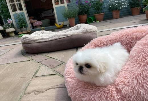 AKC Registered Pekingese Puppies