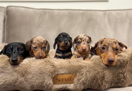 Dachshunds Puppies For Sale