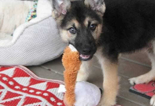 German Shepherd Puppies