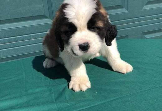 Lovely Saint Bernard Puppies