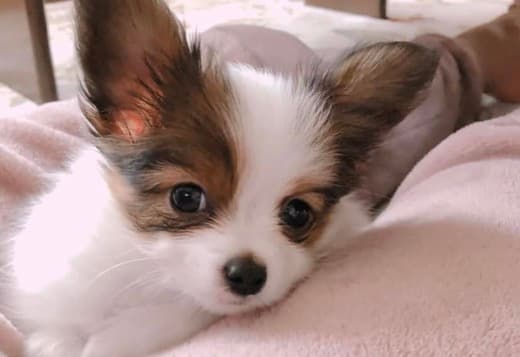 Adorable Papillon puppies