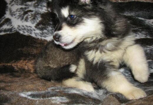 Obedient Alaskan Malamute puppies available