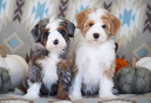Charming Aussiedoodle puppies