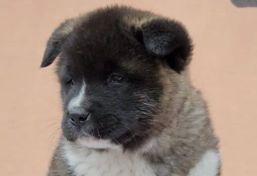 Well Trained American Akita puppies