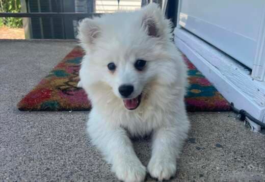Stunning American Eskimo puppies available