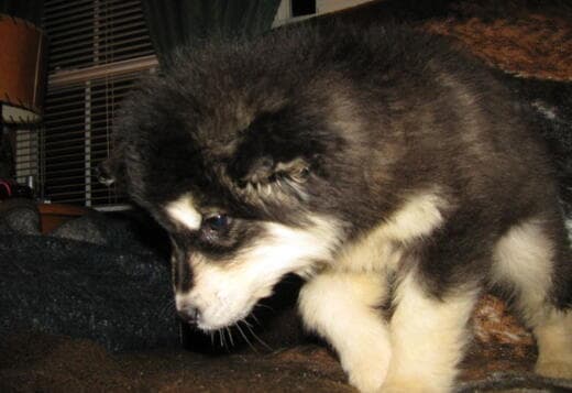 Obedient Alaskan Malamute puppies available