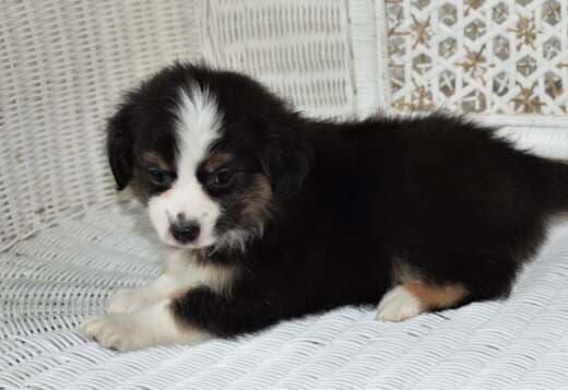AKC Australian Shepherd puppies
