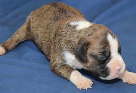 Adorable Boxer Puppies For Sale