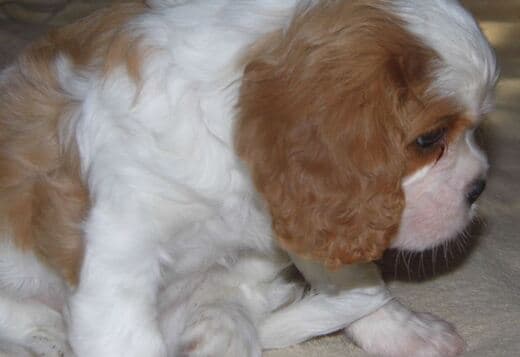 Home Raised Cavalier King Charles Spaniel Puppies