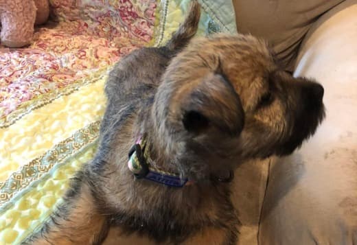 Lovely Cairn Terrier Puppies