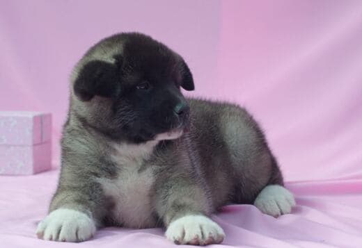 Well Trained American Akita puppies