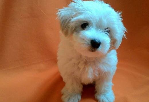 Maltese puppy male