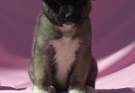 Well Trained American Akita puppies