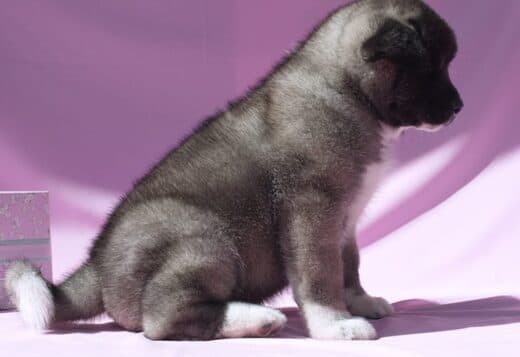 Well Trained American Akita puppies
