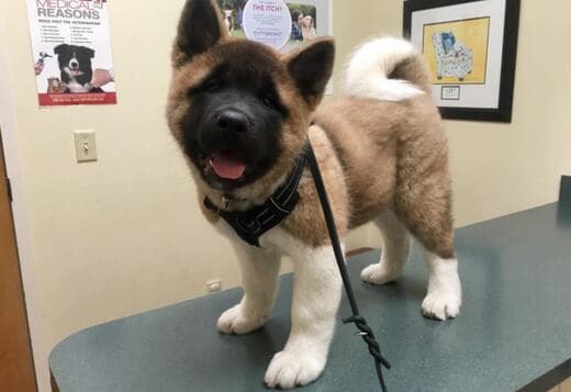 Healthy Male And Female American Akita Puppies Available