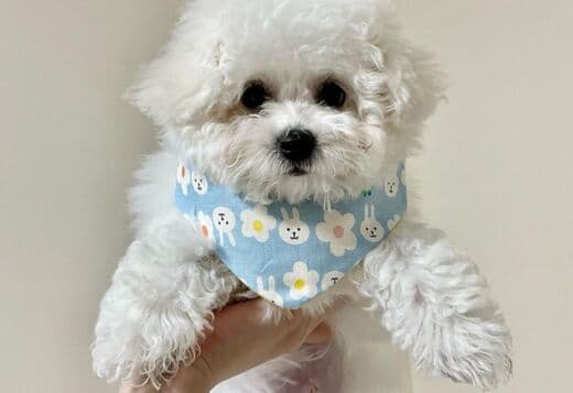 Lovely Bichon Frise Puppies