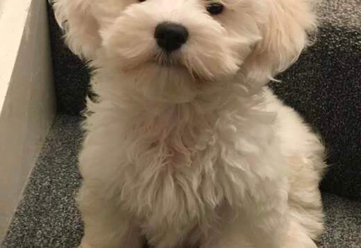 Coton De Tulear Puppies, Ready to Go.