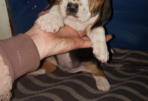Cute Basset Hound puppies Searching For lovely homes