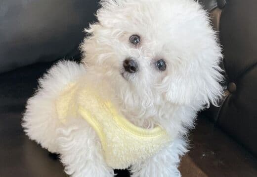 Lovely Bichon Frise Puppies