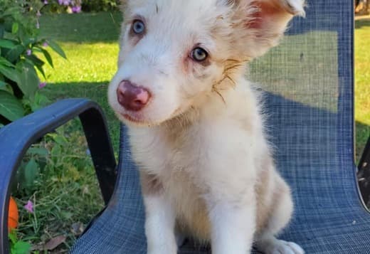Cute Border Collie Puppies