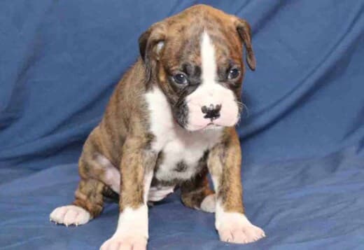 Healthy, Adorable Boxer Puppies Available
