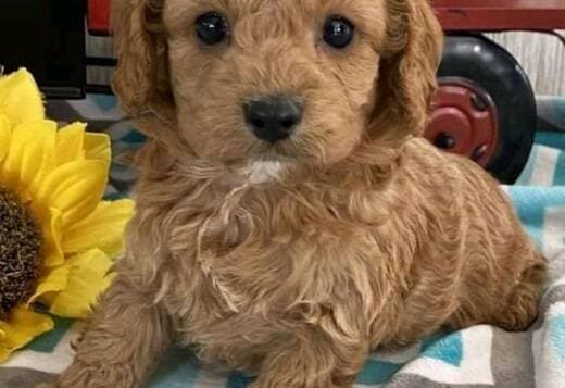 House Broken Cavapoo Puppies Available for Adoption