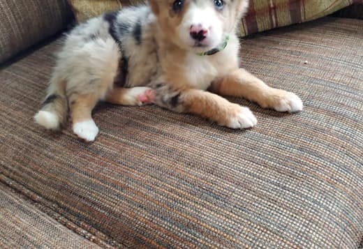 Cute Border Collie Puppies